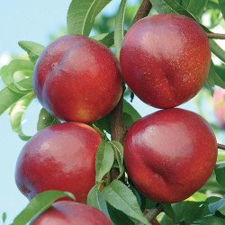 Venus Şeftali Fidanı