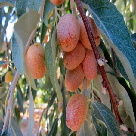 İğde Fidanı