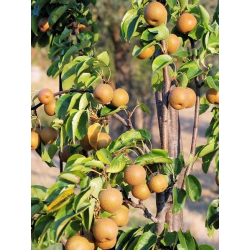 Naşi Armudu Fidanı (Asya Armudu)