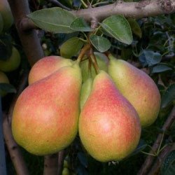 Etrusca Armut Fidanı