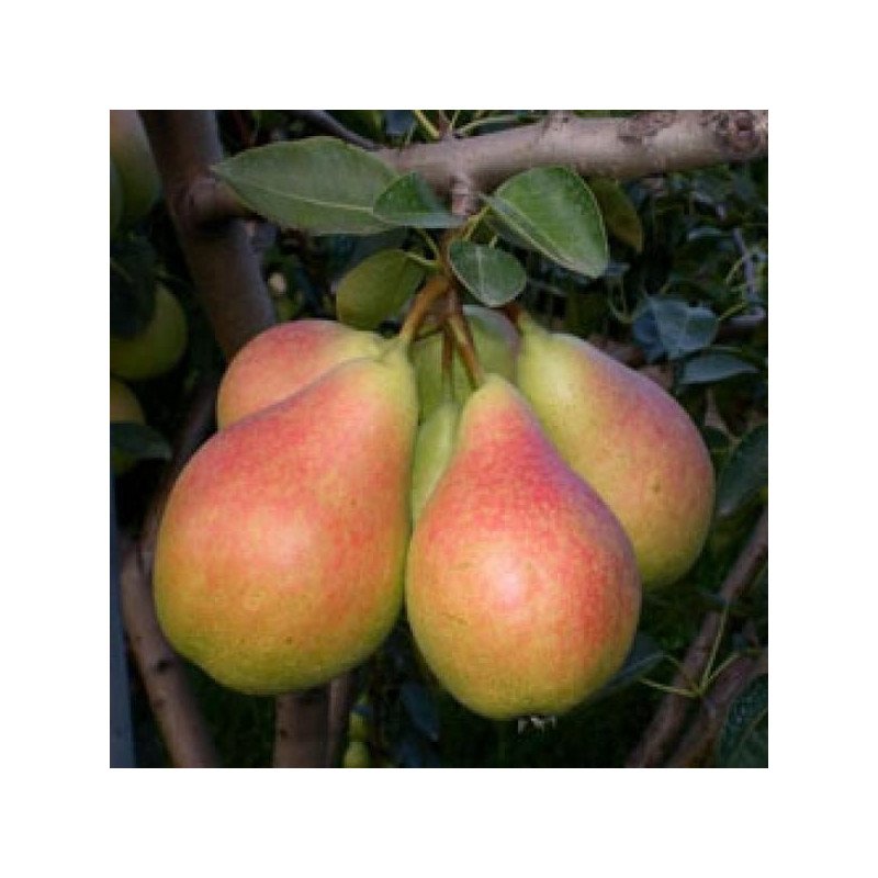 Etrusca Armut Fidanı