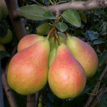 Etrusca Armut Fidanı
