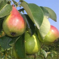 Etrusca Armut Fidanı