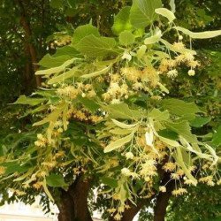 Ihlamur Fidanı