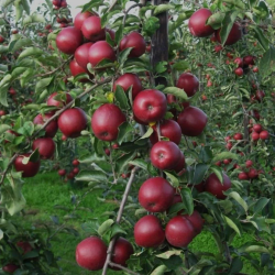 Scarlet Spur Elma Fidanı