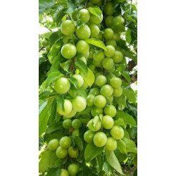 Papaz Eriği Fidanı