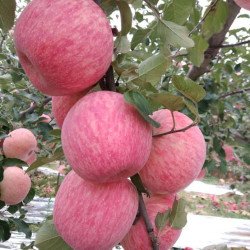 Fuji Zhen Astek Elma Fidanı