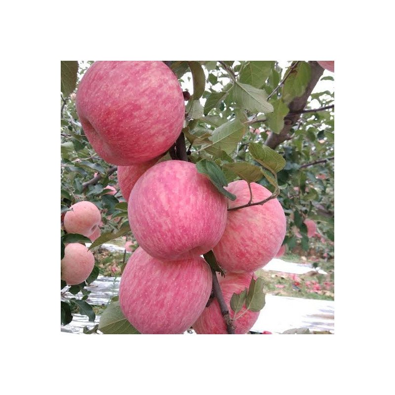 Fuji Zhen Astek Elma Fidanı