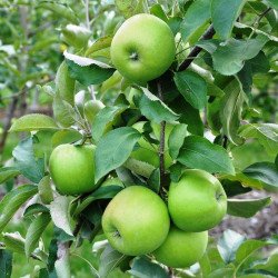 Granny Smith Challenger Elma Fidanı