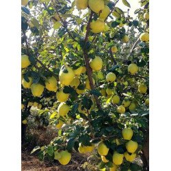 Limon Ayva Fidanı